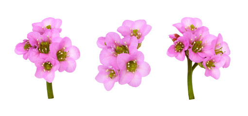 Set of pink flowers of bergenia crassifolia isolated on white or transparent background