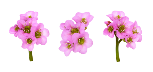 Set of pink flowers of bergenia crassifolia isolated on white or transparent background