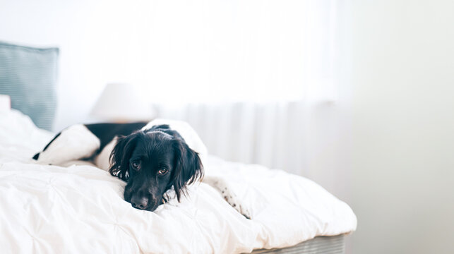 Dog on bed in a hotel room. Dogs allowed in a hotel concept. Copy space. Small Munsterlander, pointer dog.
