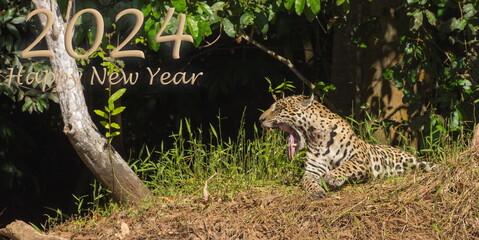 Happy New Year 2024, Jaguar, Wildlife, Pantanal, Brazil, Animal, Tired