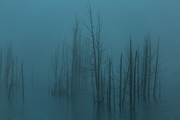 Deadwood seen in silhouette sticking out of marsh during a misty dark blue hour, Leon-Provancher...