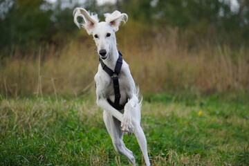 Tazy dog run in the meadow autumn