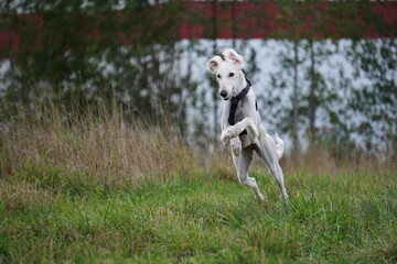Tazy dog run in the meadow autumn