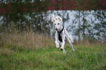 Tazy dog run in the meadow autumn