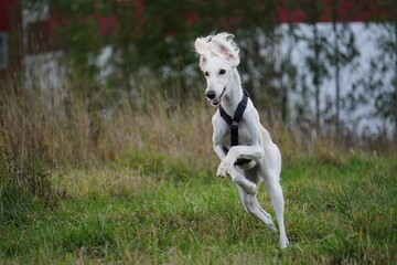 Tazy dog run in the meadow autumn