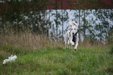 Tazy dog run in the meadow autumn