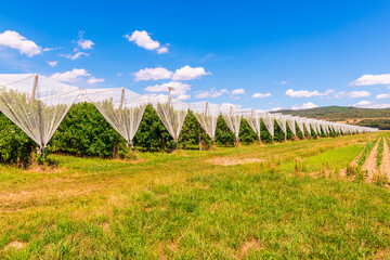 Apple Orchard with Protective Hail Nets in Southern France