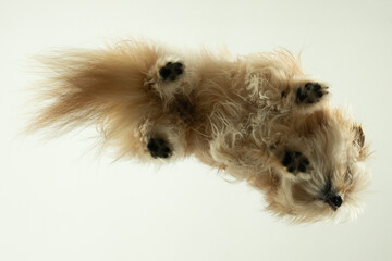 perspektive hund spitz
