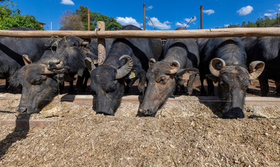 Water buffalo or domestic water buffalo (Bubalus bubalis) in corral eating feed on dairy farm....