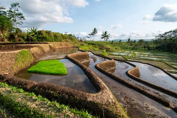 Badkamer foto achterwand View of terraced rice fields © Semoga