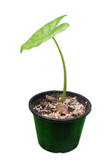 Dieffenbachia is sacred tree.The leaves are green and white stripes. Do not like the sun but like the shade.