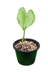 Dieffenbachia is sacred tree.The leaves are green and white stripes. Do not like the sun but like the shade.