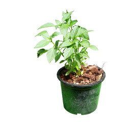 Dieffenbachia is sacred tree.The leaves are green and white stripes. Do not like the sun but like the shade.