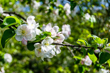 Photography on theme beautiful fruit branch apple tree with natural leaves under clean sky