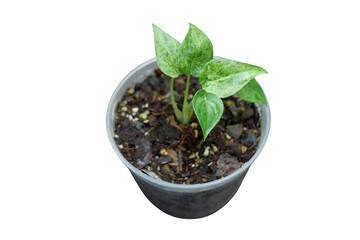 Dieffenbachia is sacred tree.The leaves are green and white stripes. Do not like the sun but like the shade.