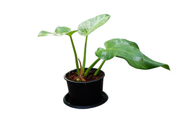 Dieffenbachia is sacred tree.The leaves are green and white stripes. Do not like the sun but like the shade.