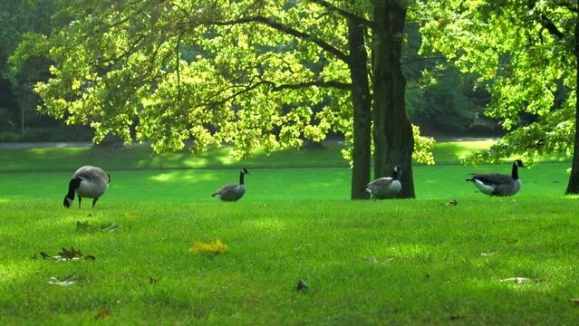 Canada geese in a meadow under the trees