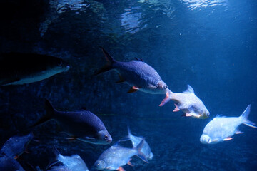 Small fish swimming in the sea with aquatic plants and corals.