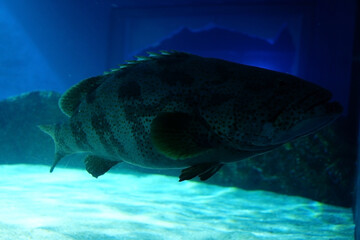 Brown spotted grouper swimming in the deep sea.