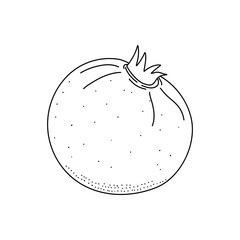 Vector sketch of tropical pomegranate fruit isolated on a white background