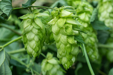Green fresh hop cones for making beer and bread closeup , blue toned, agricultural background,