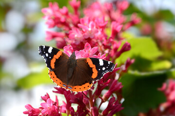Schmetterling 1062 © K.-U. Häßler