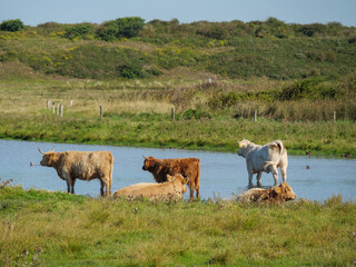 Die  Insel Langeoog