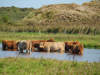 Die  Insel Langeoog
