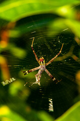 A spider on its web eats its prey in the jungle of Thailand