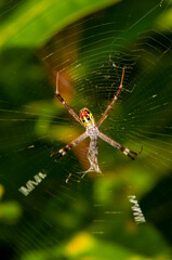 A spider on its web eats its prey in the jungle of Thailand