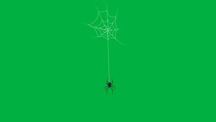 spider and spider web on greenscreen