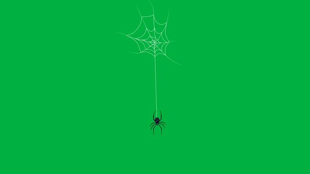 spider and spider web on greenscreen