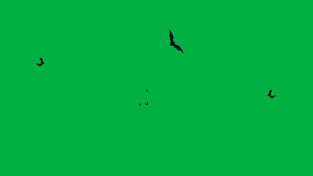 bats animation on green screen, 4k