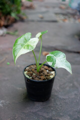 Dieffenbachia is sacred tree.The leaves are green and white stripes. Do not like the sun but like the shade.