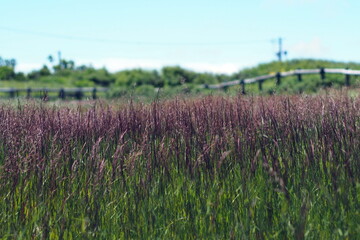 Landscape image of Purple Moor Grass. For use in illustrations Background image or copy space