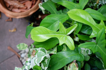 Dieffenbachia is sacred tree.The leaves are green and white stripes. Do not like the sun but like the shade.