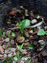 Dieffenbachia is sacred tree.The leaves are green and white stripes. Do not like the sun but like the shade.