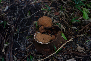 Brown mushrooms are growing from a log.
