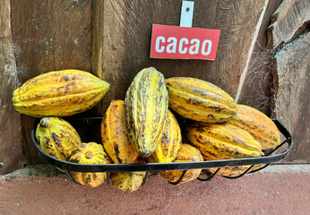Ripe cocoa fruits. The cocoa beans are extracted from them and then toasted. - 656498013