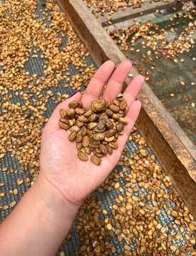 Farmer checking natural or dried in the coffee Process