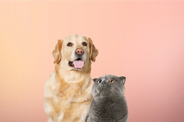 Cat and dog pets together posing at the camera