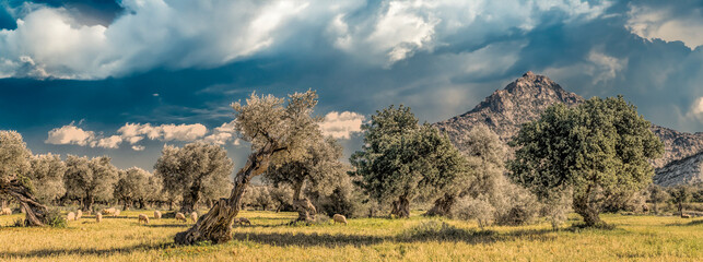 olive grove on the island of Mallorca