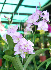 Purple and light lilac orchids are blooming and are very beautiful.