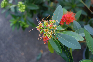 Bouquet of red flowers has fringed lines after the petals fall off.