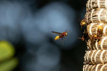 Europäische Hornisse (Vespa crabro)