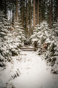 Wald, B&auml;ume, Schnee, Waldweg