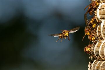 Europäische Hornisse (Vespa crabro)