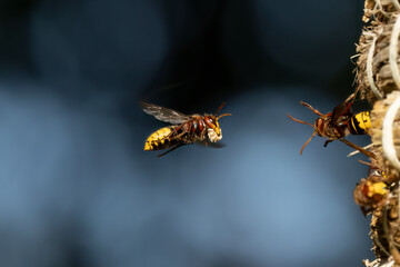 Europäische Hornisse (Vespa crabro)