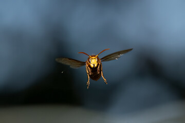 Europäische Hornisse (Vespa crabro)
