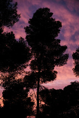 pine tree in a dramatic sunset
